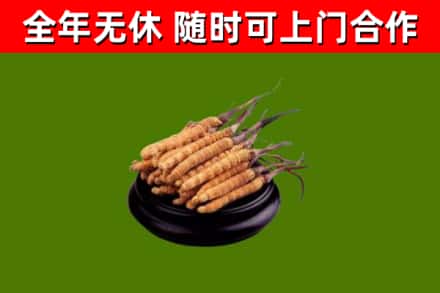 清涧烟酒回收冬虫夏草.jpg